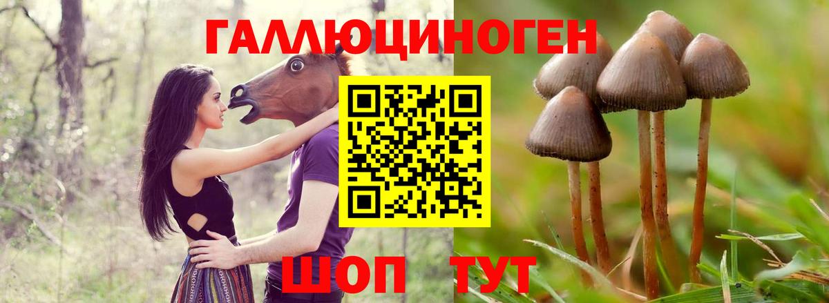 где можно купить наркотик  Вход с VPN  Горно-Алтайск  Псилоцибиновые грибы GOLDEN TEACHER 